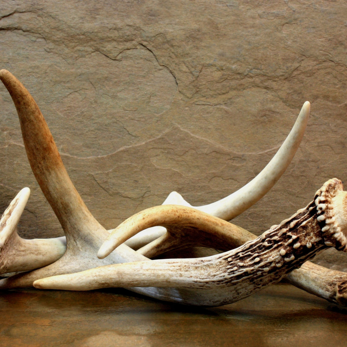 Deer Antler Velvet
