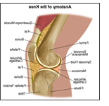 GFP Knee Working Process