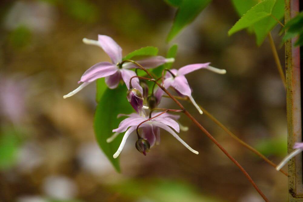 Horny Goat Weed Logo